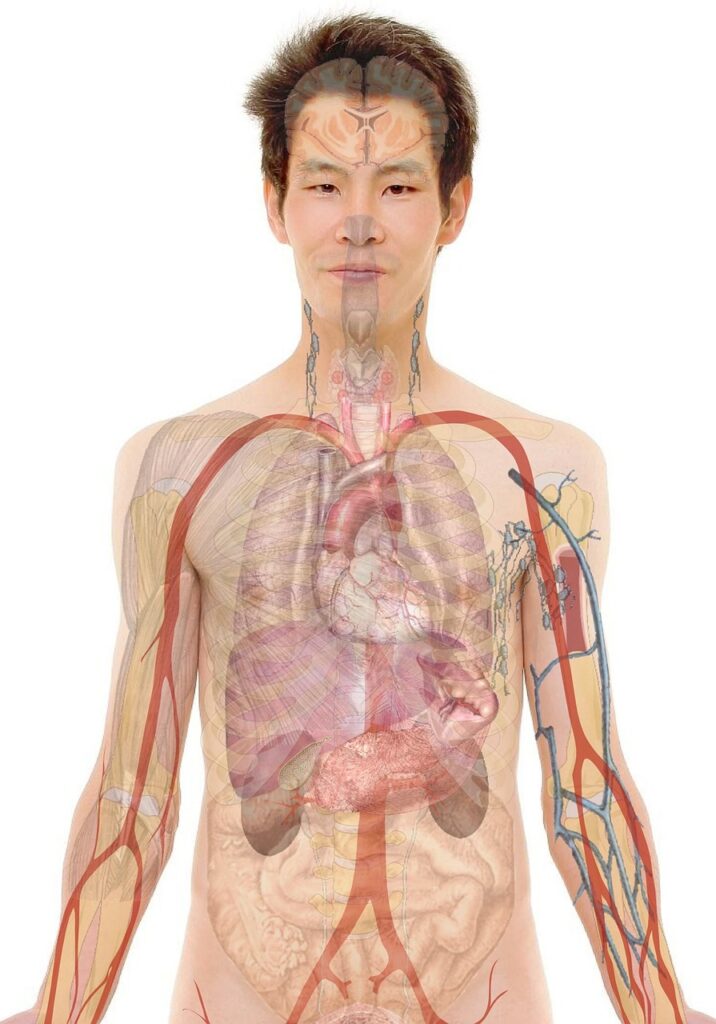 The Mind-Body-Wellness for a Holistic Health